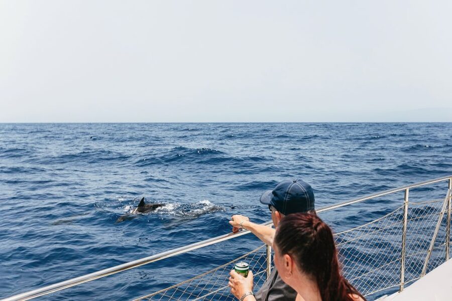 Costa Adeje: Whale Watching Catamaran Tour with Drinks - How the crew finds whales and keeps the viewing respectful
