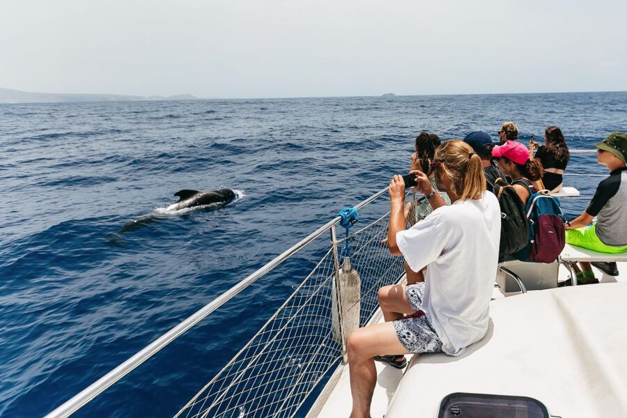 Costa Adeje: Whale Watching Catamaran Tour with Drinks - Who should book this tour, and who should think twice
