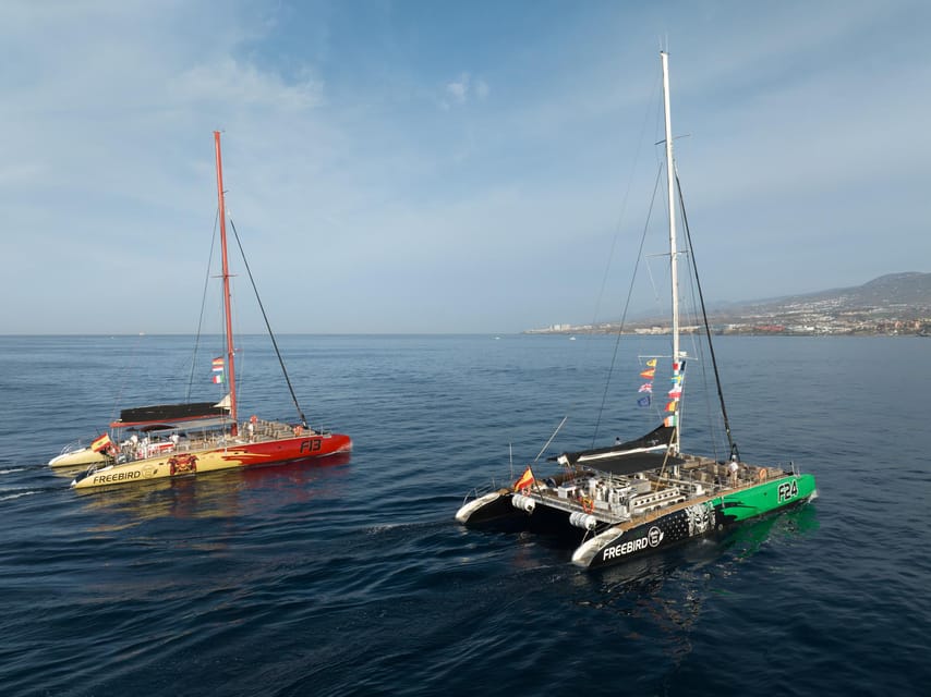 Costa Adeje: Whale Watching Cruise - What to Bring, Plus Simple Tips That Improve Your Day