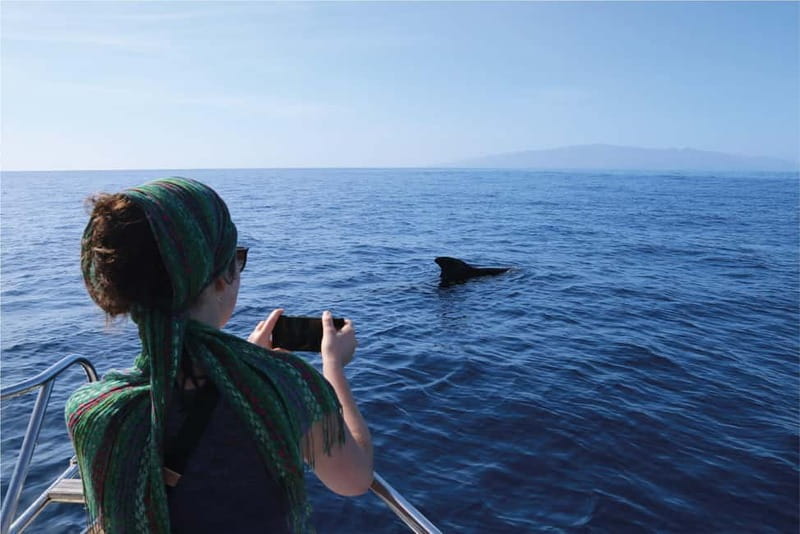 Costa Adeje: Whale Watching Eco Experience with Hydrophone. - Quick take: what makes this hydrophone whale trip worth your time