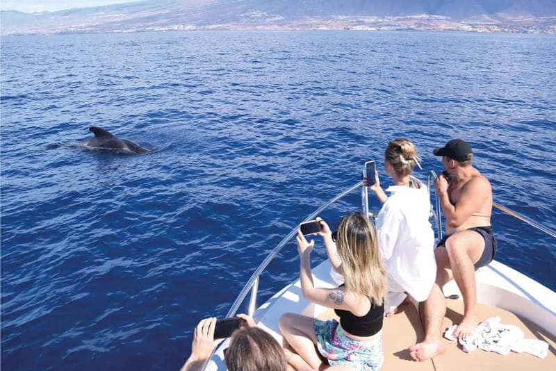 Costa Adeje: Whale Watching Eco Experience with Hydrophone. - Who should book this Costa Adeje hydrophone experience, and who might not