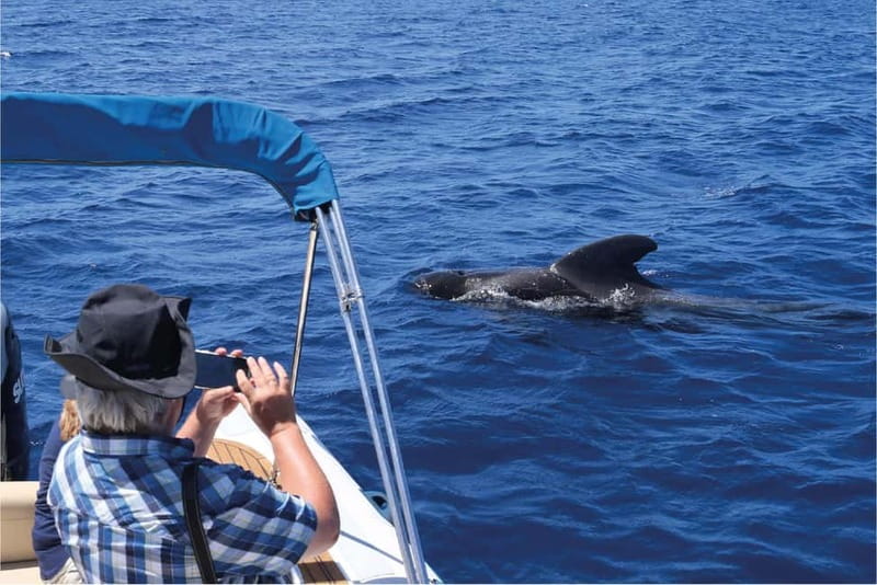 Costa Adeje: Whale Watching Eco Experience with Hydrophone. - The hydrophone moment: turning whale watching into an audio safari
