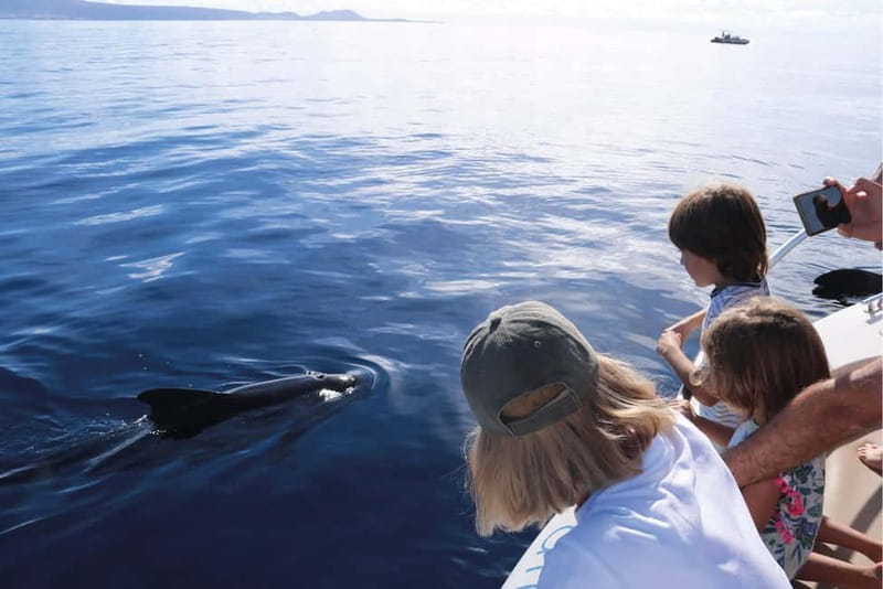 Costa Adeje: Whale Watching Eco Experience with Hydrophone. - How sustainability actually affects your time on the water