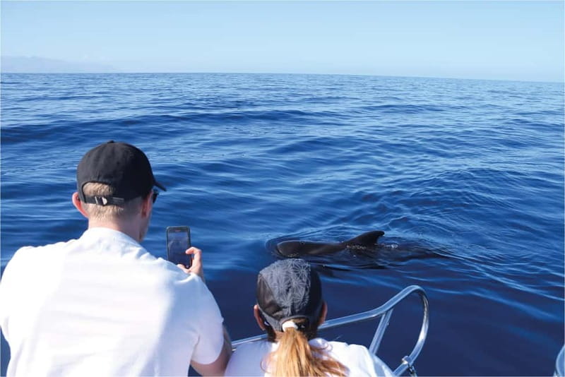 Costa Adeje: Whale Watching Eco Experience with Hydrophone. - Safe distance and respectful observation, not a thrill ride