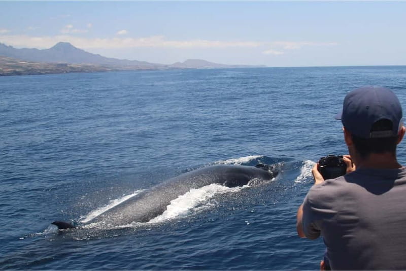 Costa Adeje: Whale Watching Eco Experience with Hydrophone. - Small-group comfort on a 2.5-hour outing: what to expect onboard