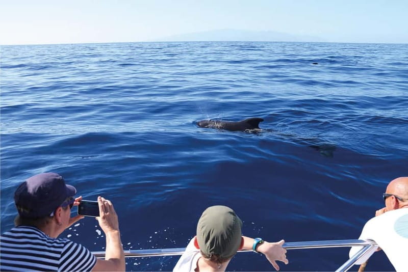 Costa Adeje: Whale Watching Eco Experience with Hydrophone. - Value in plain terms: why this tends to feel worth it