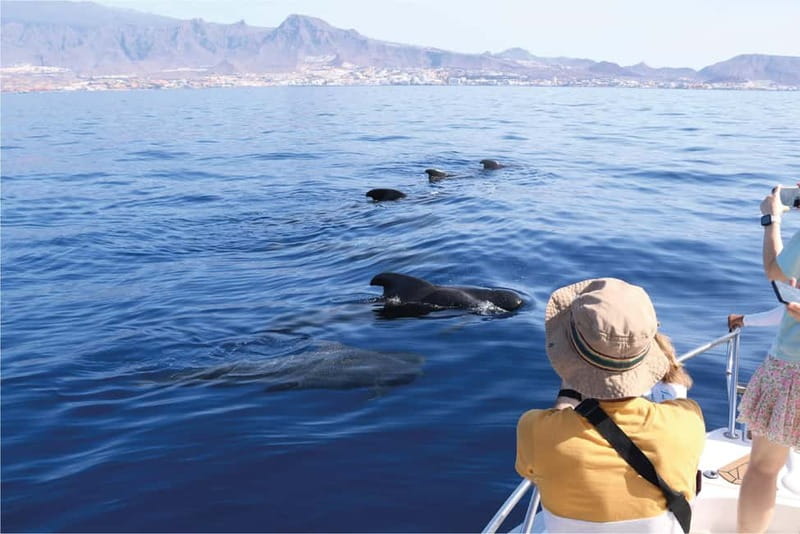 Costa Adeje: Whale Watching Eco Experience with Hydrophone. - First minutes on Papacho 2: biologist briefing, small group focus, and drinks