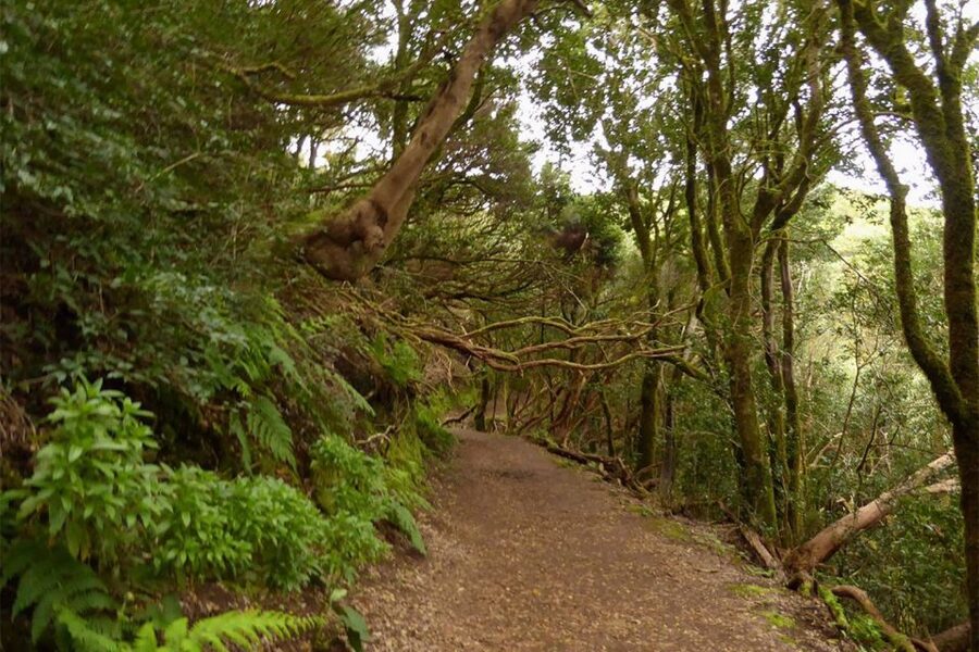 Cruz del Carmen: Hiking in Anaga with Local Food Products - Start at Mirador Cruz del Carmen, then earn your Anaga views