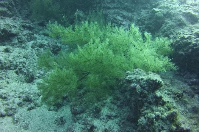 DEEP DIVING SPECIALITY - Discover a new world up to 40m depth ! - Why this 40m specialty in Tenerife stays practical