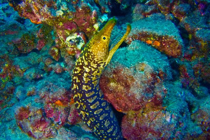 DEEP DIVING SPECIALITY - Discover a new world up to 40m depth ! - Two days, four underwater sessions, and the autonomy mindset