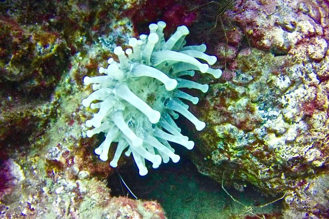 DEEP DIVING SPECIALITY - Discover a new world up to 40m depth ! - Reaching 40m: what “safety and planning” really means here