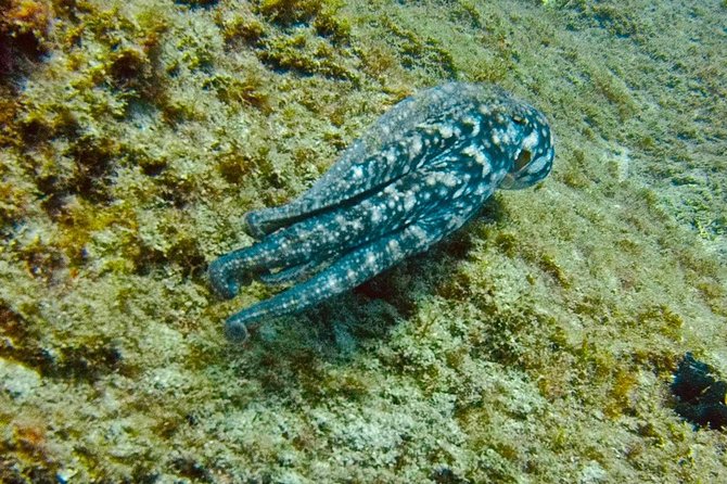 DEEP DIVING SPECIALITY - Discover a new world up to 40m depth ! - What the Tenerife day looks like on a small-group schedule