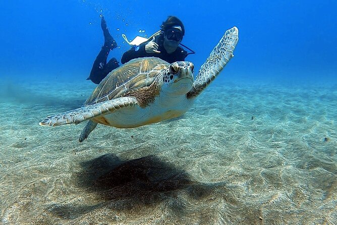 Discover beginner diving in Tenerife - Key highlights you should know