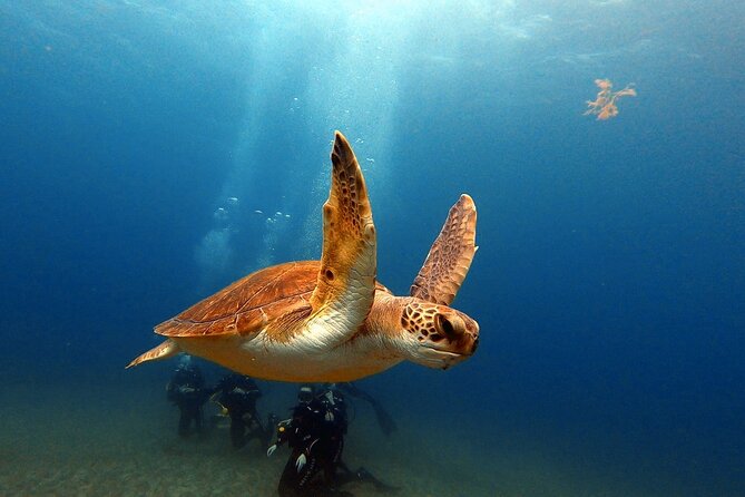 Discover beginner diving in Tenerife - First-Time Scuba in Abades, Tenerife: What This Experience Is Really Like