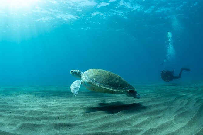 Discover beginner diving in Tenerife - Price and Value: Why $90.02 Can Be a Smart Deal