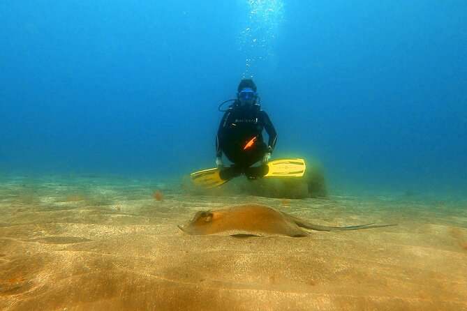 Discover beginner diving in Tenerife - What You’ll Actually Experience Underwater at 11 Meters