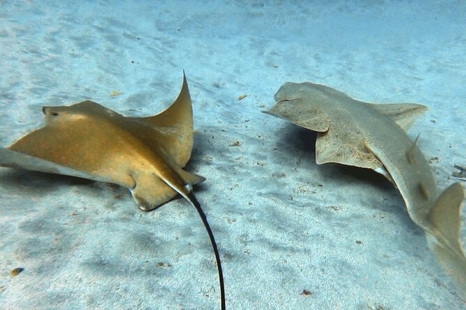 Discover beginner diving in Tenerife - Abades Location: Convenient Start, Easy Day Rhythm