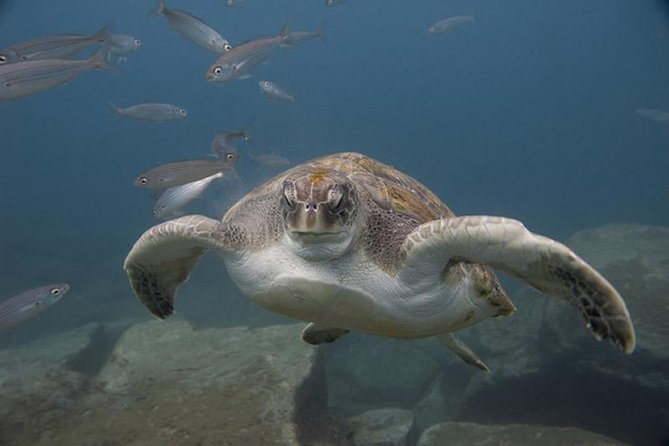 Discover Scuba Diving Adventure in Tenerife - Aquarius scuba center in El Fraile, near Las Galletas