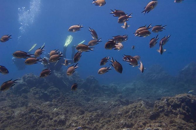 Discover Scuba Diving Adventure in Tenerife - Your volcanic reef underwater session: 40 to 60 minutes