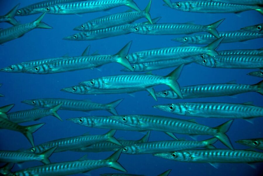 Discover Scuba Diving Experience - A reality check on marine life sightings