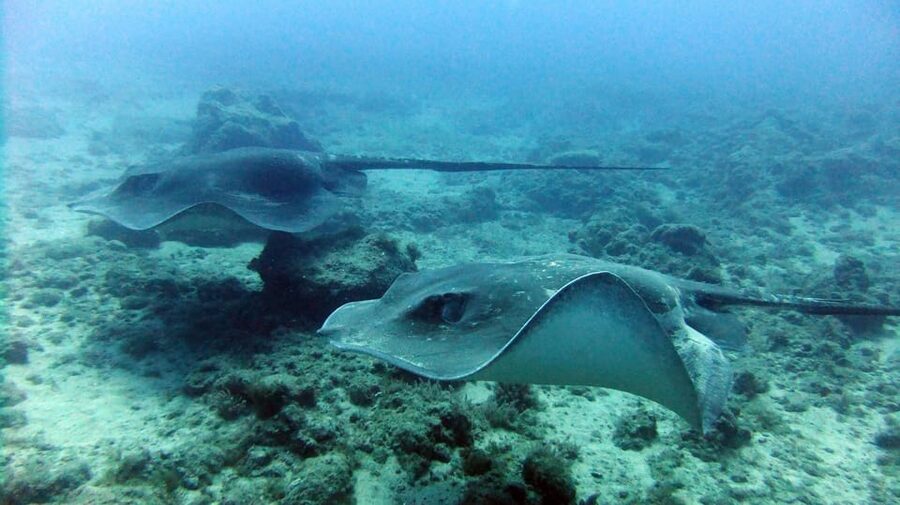 Discover Scuba Diving Experience - Price and value: what you get for about $112 per person