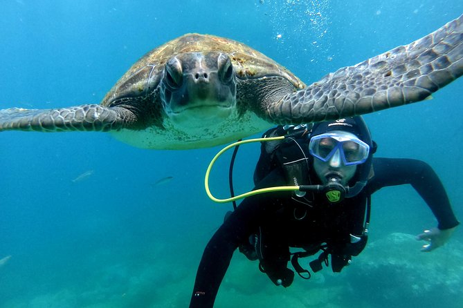 Discover Scuba Diving Experience in Turtle Habitat - Scuba Session in Tenerife’s Turtle Habitat: The Big Idea