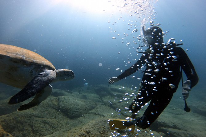 Discover Scuba Diving Experience in Turtle Habitat - Speed Boat Transfer to Puerto Colón and the Timing Reality