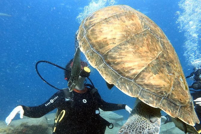 Discover Scuba Diving Experience in Turtle Habitat - What “Online Certification” Means for Your Skills