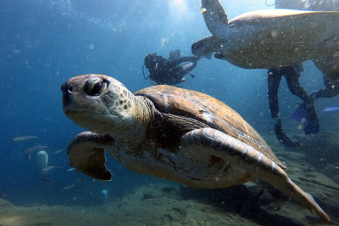 Discover Scuba Diving Experience in Turtle Habitat - The Pre-Boat Step: Wet Suit, Fins, and Equipment Setup