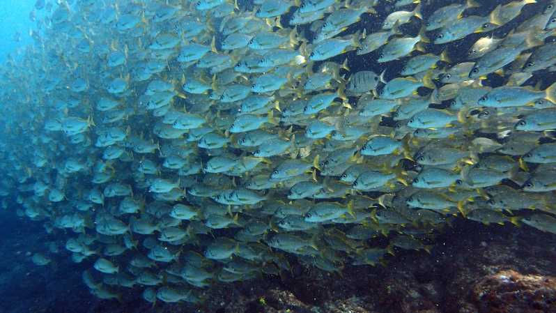 Discover Scuba Diving Experience - Getting to Paradise Divers from Adeje, then into training mode