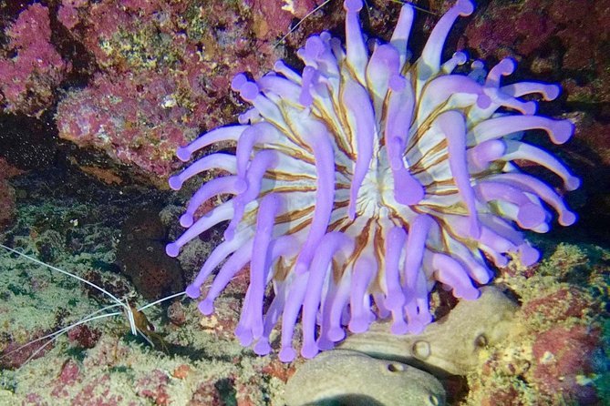 DISCOVER SCUBA DIVING - First step to your certification - The Boat Trip and the Marine Life You Might Spot
