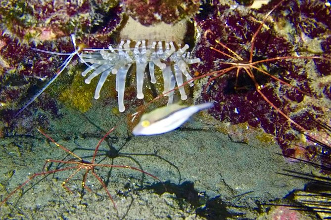 DISCOVER SCUBA DIVING - First step to your certification - What’s Included (And Why It’s Good for Your Wallet and Sanity)