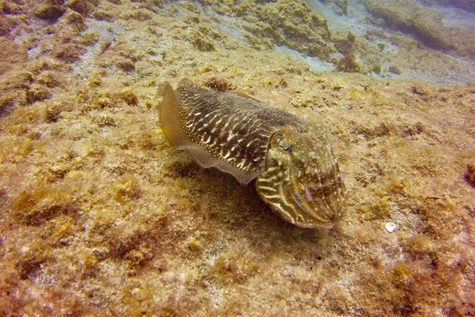 DISCOVER SCUBA DIVING - First step to your certification - Who Should Book This Experience (And Who Might Wait)