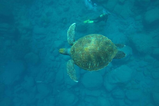 Discover Scuba Diving in Tenerife - Key highlights worth planning for