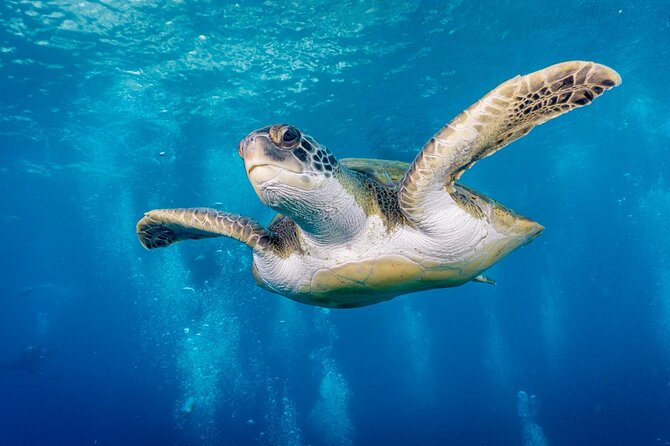 Discover Scuba Diving, Playa de las Americas - Key Things to Know Before You Go