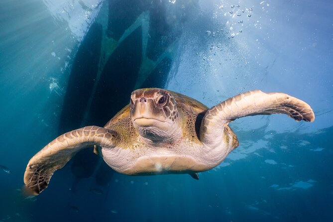 Discover Scuba Diving program: shore + boat dives - Along the Breakwater: Marine Life Without Overcomplicating It