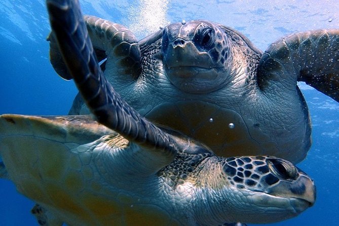 Discover Scuba Diving - Try it for the first time! - A first-time scuba try in Tenerife, and why this 5-hour window feels right