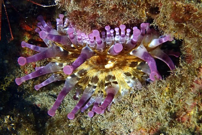 Discover Scuba Diving - Try it for the first time! - Small-group coaching with a max of four per instructor