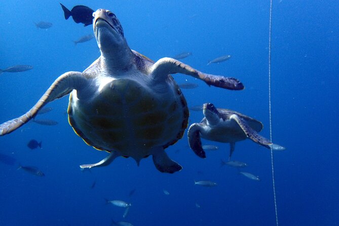 Discover Scuba Diving - Try it for the first time! - What can affect the day: waiting, boat issues, and photo expectations