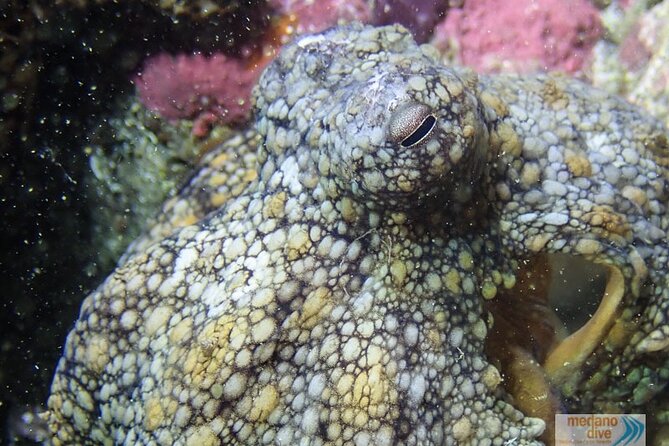 Dive Baptism 1 Dive In Tenerife 3,5h - Instructor support you can actually feel: calm coaching with real names