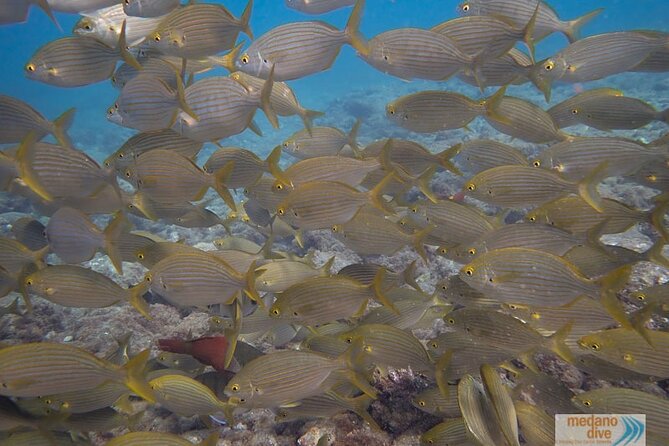 Dive Baptism 1 Dive In Tenerife 3,5h - What you will learn on land before you reach 8 to 10 meters