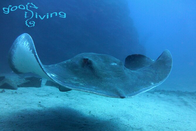 Dives Packages with Transfers in Tenerife - Key Things to Know Before You Go
