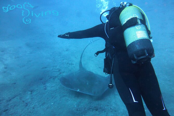 Dives Packages with Transfers in Tenerife - The 9:00 am Start From Sand Club, Then Straight to the Water