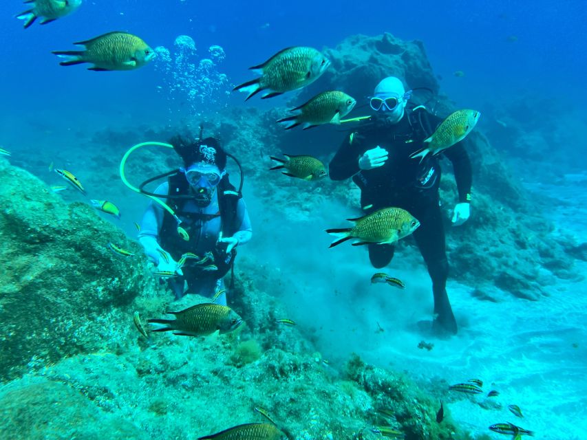 Diving course for beginners in turtle area Tenerife - Key highlights you will actually care about