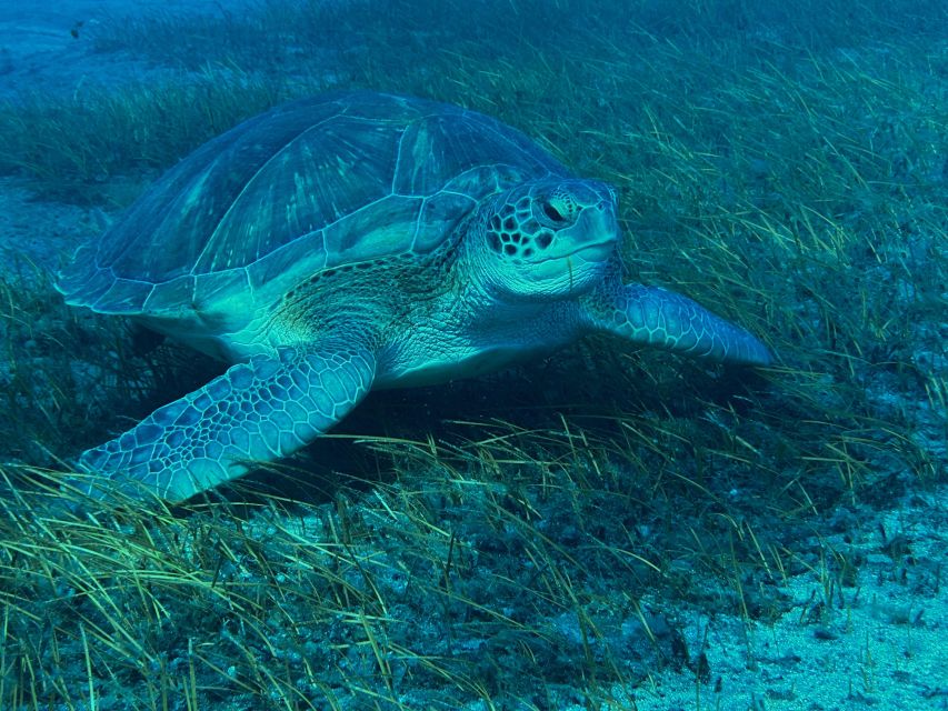 Diving course for beginners in turtle area Tenerife - Should you book this beginner scuba course in Tenerife’s turtle zone?