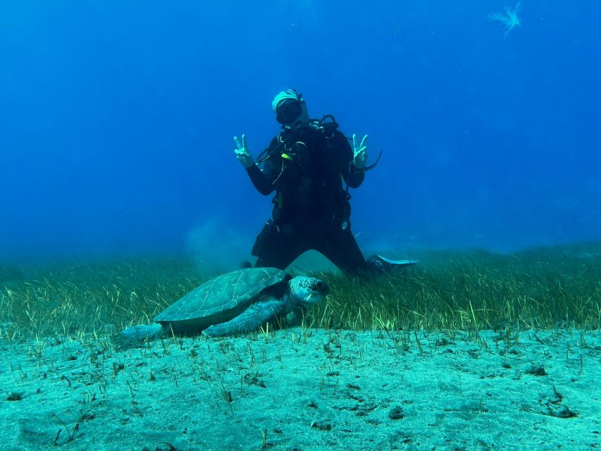 Diving course for beginners in turtle area Tenerife - Price and value: what $100 includes, and where you save money