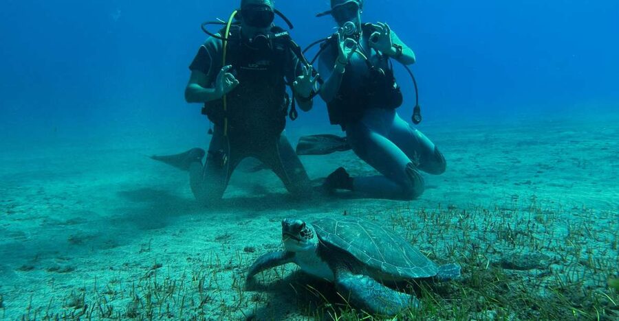 Diving course for beginners in turtle area Tenerife - The 3-hour flow, from gear-up to sea turtles and sting rays