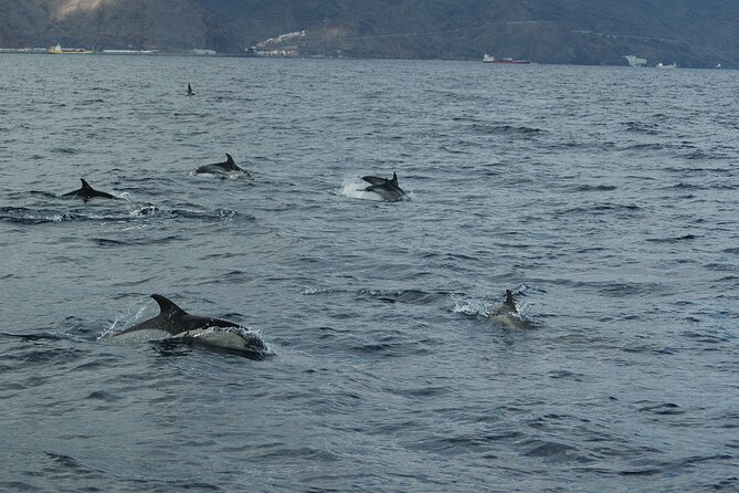 Dolphin and Whale Sailing Tour in Los Gigantes - The 3-hour rhythm: cliffs, wildlife spotting, then snorkel time