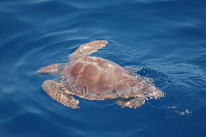 Dolphin and Whale Sailing Tour in Los Gigantes - Skippers Antonio and Francisco, and what they tend to do well