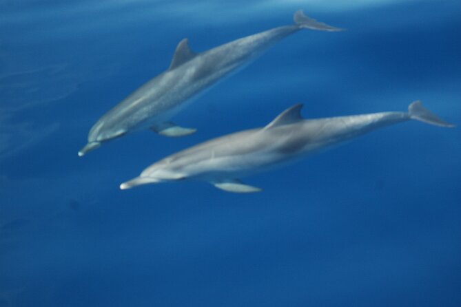 Dolphin and Whale Sailing Tour in Los Gigantes - The main practical considerations before you book